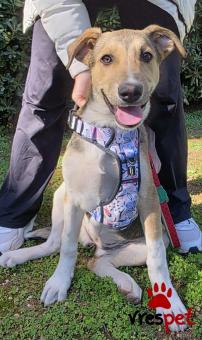 Ράτσα: Άγνωστο - Ημίαιμο | Ηλικία: 4 μηνών | Φύλο: Θηλυκό | Αρ. Microchip: 0 | Ημίαιμο | Περιοχή: Γλυφάδα, Αττική