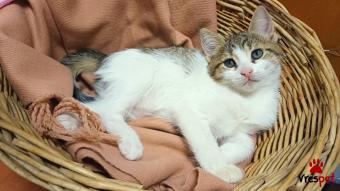 Ράτσα: Άγνωστο - Ημίαιμο | Ηλικία: 2 μηνών | Φύλο: Αρσενικό | Αρ. Microchip: 90000000000000000 | Περιοχή: Πεύκη, Αττική