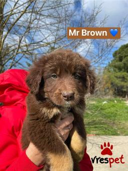 Ράτσα: Άγνωστο - Ημίαιμο | Ηλικία: 2,5 μηνών | Φύλο: Αρσενικό | Αρ. Microchip: 00000000000000 | Περιοχή: Θερμαϊκός, Θεσσαλονίκη