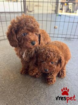 Ράτσα: Κανίς Βερικοκί - Caniche apricot | Ηλικία: 3 μηνών | Φύλο: Θηλυκό | Αρ. Microchip: 901286004502003 | Ιδιώτης | Εκπαιδευμένο | Pedigree | Περιοχή: Αθήνα, Αττική