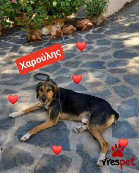 Ράτσα: Άγνωστο - Ημίαιμο | Ηλικία: 2 ετών | Φύλο: Αρσενικό | Αρ. Microchip: 9012362545478 | Περιοχή: Λαυρεωτική, Αττική