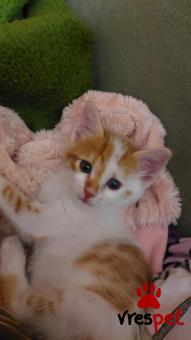 Ράτσα: Άγνωστο - Ημίαιμο | Ηλικία: 2 μηνών | Φύλο: Αρσενικό | Αρ. Microchip: 00000000000  | Περιοχή: Άλιμος, Αττική