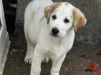 Ράτσα: Άγνωστο - Ημίαιμο | Ηλικία: 3 μηνών | Φύλο: Αρσενικό | Αρ. Microchip: - | Περιοχή: Νέα Σμύρνη, Αττική