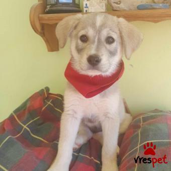 Ράτσα: Λαμπραντόρ - Labrador | Ηλικία: 2 μηνών | Φύλο: Θηλυκό | Αρ. Microchip: 94000063251425 | Ημίαιμο | Περιοχή: Λαυρεωτική, Αττική