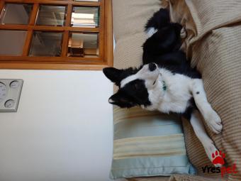 Ράτσα: Άλλη Ράτσα | Ηλικία: 1 έτους | Φύλο: Θηλυκό | Αρ. Microchip: 991003003068524 | Για ζευγάρωμα | Περιοχή: Διόν Όλυμπος, Μακεδονία