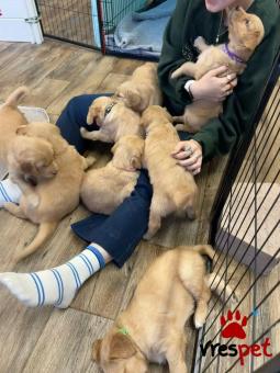 Ράτσα: Γκόλντεν Ριτρίβερ - Golden Retriever | Ηλικία: 3 μηνών | Φύλο: Θηλυκό | Αρ. Microchip: 985113059225955 | Ιδιώτης | Εκπαιδευμένο | Pedigree | Περιοχή: Αθήνα, Αττική