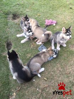 Ράτσα: Σιβηριανός Χάσκι - Siberian Husky | Ηλικία: 3 μηνών | Φύλο: Αρσενικό | Αρ. Microchip: 985113009870059 | Ιδιώτης | Εκπαιδευμένο | Pedigree | Περιοχή: Αθήνα, Αττική