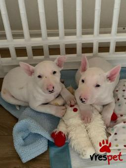 Ράτσα: Μπουλ τεριέ - Bull terrier | Ηλικία: 3 μηνών | Φύλο: Αρσενικό | Αρ. Microchip: 985115409875955 | Ιδιώτης | Εκπαιδευμένο | Pedigree | Περιοχή: Αθήνα, Αττική