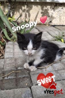 Ράτσα: Άγνωστο - Ημίαιμο | Ηλικία: 2 μηνών | Φύλο: Αρσενικό | Αρ. Microchip: 000000000000000000000 | Ημίαιμο | Περιοχή: Χαϊδάρι, Αττική