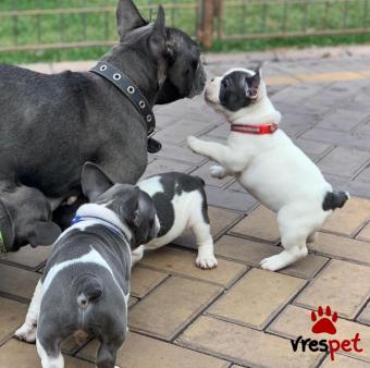 Ράτσα: Γαλλικό Μπουλντόγκ - Bulldog | Ηλικία: 3 μηνών | Φύλο: Θηλυκό | Αρ. Microchip: 90334880002760 | Ιδιώτης | Εκπαιδευμένο | Pedigree | Περιοχή: Αθήνα, Αττική