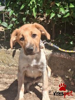 Ράτσα: Λαμπραντόρ - Labrador | Ηλικία: 5 μηνών | Φύλο: Αρσενικό | Αρ. Microchip: 94697845147536 | Ημίαιμο | Περιοχή: Λαυρεωτική, Αττική