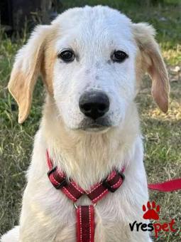 Ράτσα: Άγνωστο - Ημίαιμο | Ηλικία: 3 μηνών | Φύλο: Αρσενικό | Αρ. Microchip: - | Περιοχή: Κιλκίς, Μακεδονία