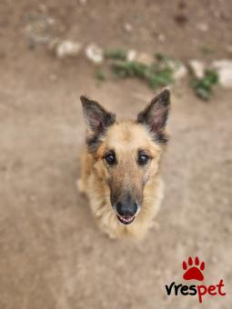Ράτσα: Άγνωστο - Ημίαιμο | Ηλικία: 5+ | Φύλο: Θηλυκό | Αρ. Microchip: - | Περιοχή: Νέα Σμύρνη, Αττική