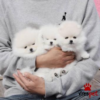 Ράτσα: Πομεράνιαν - Pomeranian | Ηλικία: 3 μηνών | Φύλο: Θηλυκό | Αρ. Microchip: 5500215432711 | Ιδιώτης | Εκπαιδευμένο | Pedigree | Περιοχή: Αττική