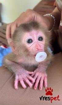 Αγριόχοιροι | Είδος: Ζώα | Υποπεριοχή:  | Περιοχή: Αθήνα, Αττική