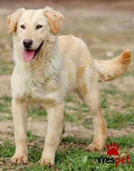 Ράτσα: Άγνωστο - Ημίαιμο | Ηλικία: 5+ | Φύλο: Θηλυκό | Αρ. Microchip: 0000000 | Περιοχή: Κορδελιό Εύοσμος, Θεσσαλονίκη