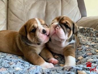 Ράτσα: Αγγλικό Μπουλντόγκ - English Bulldog | Ηλικία: 2,5 μηνών | Φύλο: Αρσενικό | Αρ. Microchip: 985113009764721 | Ιδιώτης | Εκπαιδευμένο | Pedigree | Περιοχή: Αθήνα, Αττική
