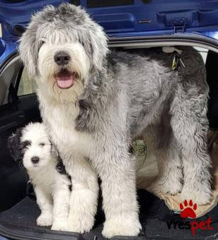 Ράτσα: Αγγλικός ποιμενικός - English Sheepdog | Ηλικία: 3 μηνών | Φύλο: Θηλυκό | Αρ. Microchip: 985113654734721 | Ιδιώτης | Εκπαιδευμένο | Pedigree | Περιοχή: Αθήνα, Αττική