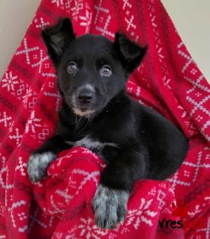 Ράτσα: Άγνωστο - Ημίαιμο | Ηλικία: 2 μηνών | Φύλο: Αρσενικό | Αρ. Microchip: 0 | Ημίαιμο | Περιοχή: Γλυφάδα, Αττική