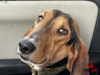 Ράτσα: Άγνωστο - Ημίαιμο | Ηλικία: 1 έτους | Φύλο: Αρσενικό | Αρ. Microchip: K | Περιοχή: Νέα Σμύρνη, Αττική