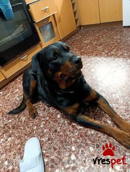 Ράτσα: Ροτβάϊλερ - Rottweiler | Ηλικία: 4 ετών | Φύλο: Θηλυκό | Αρ. Microchip: 937111000020195 | Περιοχή: Θεσσαλονίκη