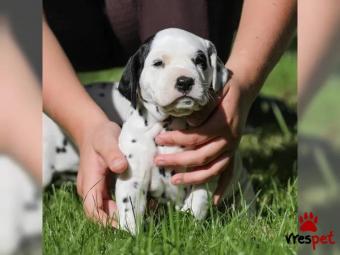 Ράτσα: Δαλματίας - Dalmatian | Ηλικία: 3 μηνών | Φύλο: Αρσενικό | Αρ. Microchip: 3762936829737393 | Περιοχή: Αττική