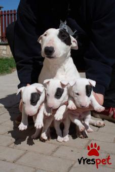 Ράτσα: Μπουλ τεριέ - Bull terrier | Ηλικία: 2 μηνών | Φύλο: Θηλυκό | Αρ. Microchip: 985112009864643 | Ιδιώτης | Εκπαιδευμένο | Pedigree | Περιοχή: Αθήνα, Αττική
