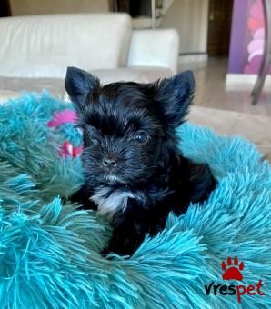 Ράτσα: Γιόρκσάϊρ τεριέ - Yorkshire Terrier | Ηλικία: 3 μηνών | Φύλο: Αρσενικό | Αρ. Microchip: 99000008998767 | Έμπορος | Pedigree | Περιοχή: Αγιά Παρασκευή, Αττική