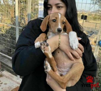 Ράτσα: Άγνωστο - Ημίαιμο | Ηλικία: 3 μηνών | Φύλο: Θηλυκό | Αρ. Microchip: 000000000000008 | Περιοχή: Καλύβια Θορικού, Αττική