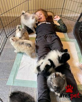 Ράτσα: Πομεράνιαν - Pomeranian | Ηλικία: 2 μηνών | Φύλο: Θηλυκό | Αρ. Microchip: 985113009875932 | Ιδιώτης | Εκπαιδευμένο | Pedigree | Περιοχή: Αθήνα, Αττική