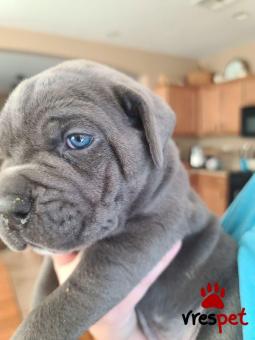 Ράτσα: Κανέ Κόρσο - Cane Corso | Ηλικία: 2,5 μηνών | Φύλο: Αρσενικό | Αρ. Microchip: 985113009870023 | Ιδιώτης | Εκπαιδευμένο | Pedigree | Περιοχή: Αθήνα, Αττική