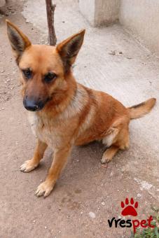 Ράτσα: Γερμανικός ποιμενικός Αλσατίας | Ηλικία: 5+ | Φύλο: Θηλυκό | Αρ. Microchip: 900233003374088 | Περιοχή: Κόρινθος, Πελλοπόνησος