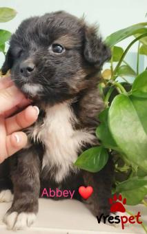 Ράτσα: Κοκόνι - Kokoni | Ηλικία: 2 μηνών | Φύλο: Θηλυκό | Αρ. Microchip: 999999999999999 | Περιοχή: Αττική