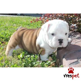 Ράτσα: Αγγλικό Μπουλντόγκ - English Bulldog | Ηλικία: 3 μηνών | Φύλο: Θηλυκό | Αρ. Microchip: 9785520815390 | Ιδιώτης | Εκπαιδευμένο | Pedigree | Περιοχή: Αθήνα, Αττική