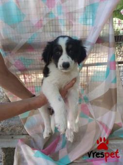 Ράτσα: Ελληνικός Ποιμενικός - Greek Shepherd | Ηλικία: 2 μηνών | Φύλο: Αρσενικό | Αρ. Microchip: 900009090909098 | Περιοχή: Λαυρεωτική, Αττική