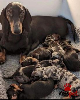 Ράτσα: Ντάτς χάουντ - Dach hound | Ηλικία: 2,5 μηνών | Φύλο: Αρσενικό | Αρ. Microchip: 985113009870055 | Ιδιώτης | Εκπαιδευμένο | Pedigree | Περιοχή: Αθήνα, Αττική