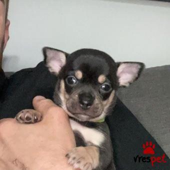 Ράτσα: Τσιχουάουα - Chihuahua | Ηλικία: 3 μηνών | Φύλο: Θηλυκό | Αρ. Microchip: 91124408600420 | Ιδιώτης | Εκπαιδευμένο | Pedigree | Περιοχή: Αθήνα, Αττική