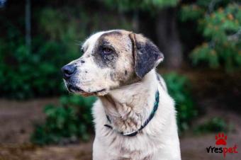 Ράτσα: Άγνωστο - Ημίαιμο | Ηλικία: 5+ | Φύλο: Αρσενικό | Αρ. Microchip: - | Ημίαιμο | Περιοχή: Νέα Σμύρνη, Αττική