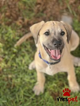 Ράτσα: Άγνωστο - Ημίαιμο | Ηλικία: 3 μηνών | Φύλο: Αρσενικό | Αρ. Microchip: 000000000000008 | Περιοχή: Καλύβια Θορικού, Αττική