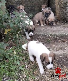 Ράτσα: Άγνωστο - Ημίαιμο | Ηλικία: 2 μηνών | Φύλο: Αρσενικό | Αρ. Microchip: 0000000 | Περιοχή: Κορδελιό Εύοσμος, Θεσσαλονίκη