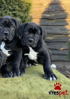 Ράτσα: Κανέ Κόρσο - Cane Corso | Ηλικία: 3 μηνών | Φύλο: Θηλυκό | Αρ. Microchip: 985663009734721 | Ιδιώτης | Εκπαιδευμένο | Pedigree | Περιοχή: Αθήνα, Αττική