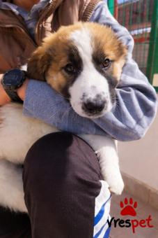 Ράτσα: Άγνωστο - Ημίαιμο | Ηλικία: 2,5 μηνών | Φύλο: Αρσενικό | Αρ. Microchip: 000000000000000 | Περιοχή: Κορωπί, Αττική