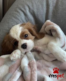 Ράτσα: Σπάνιελ Βασιλιά Καρόλου Καφέ - King Charles Spaniel | Ηλικία: 3 μηνών | Φύλο: Αρσενικό | Αρ. Microchip: 978101082765678 | Ιδιώτης | Εκπαιδευμένο | Pedigree | Περιοχή: Αθήνα, Αττική