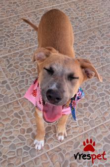 Ράτσα: Βελγικός Ποιμενικός Μαλινουά - Belgian Malinois | Ηλικία: 4 μηνών | Φύλο: Θηλυκό | Αρ. Microchip: 0 | Ημίαιμο | Περιοχή: Γλυφάδα, Αττική