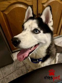 Ράτσα: Άγνωστο - Ημίαιμο | Ηλικία: 7 μηνών | Φύλο: Αρσενικό | Αρ. Microchip: - | Περιοχή: Νέα Σμύρνη, Αττική