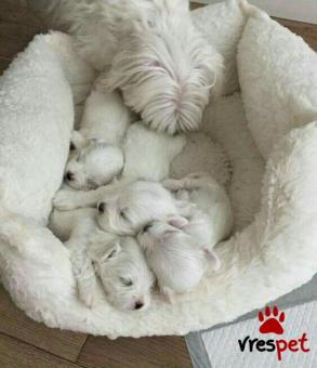 Ράτσα: Μαλτέζ - Maltese | Ηλικία: 2,5 μηνών | Φύλο: Αρσενικό | Αρ. Microchip: 985113009870055 | Ιδιώτης | Εκπαιδευμένο | Pedigree | Περιοχή: Αθήνα, Αττική