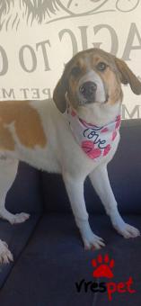 Ράτσα: Άλλη Ράτσα | Ηλικία: 6 μηνών | Φύλο: Αρσενικό | Αρ. Microchip: 99000012025369369769 | Ημίαιμο | Περιοχή: Σαρωνικός, Αττική