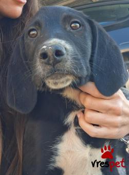 Ράτσα: Μπίγκλ - Beagle | Ηλικία: 4 μηνών | Φύλο: Αρσενικό | Αρ. Microchip: 0000 | Ημίαιμο | Περιοχή: Μαρούσι, Αττική