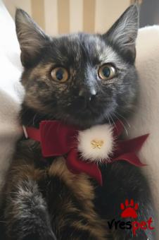 Ράτσα: Άγνωστο - Ημίαιμο | Ηλικία: 2,5 μηνών | Φύλο: Θηλυκό | Αρ. Microchip: 900000000000000 | Ημίαιμο | Περιοχή: Πεύκη, Αττική