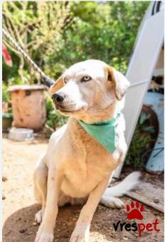 Ράτσα: Άγνωστο - Ημίαιμο | Ηλικία: 5+ | Φύλο: Θηλυκό | Αρ. Microchip: . | Περιοχή: Νέα Σμύρνη, Αττική